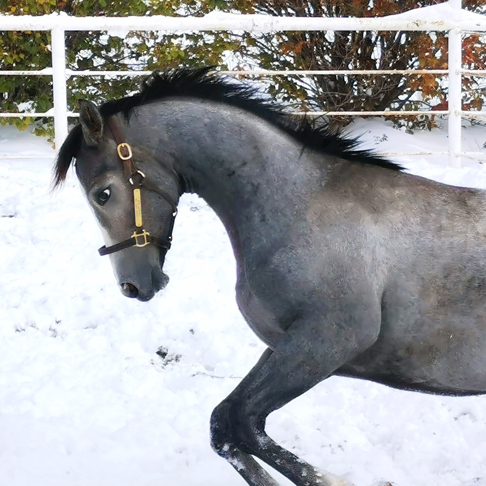 Meet your Posher, Shaun